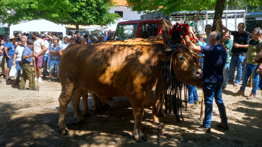 Alheira mantém viva uma das raras feiras de gado que resistem ao tempo...